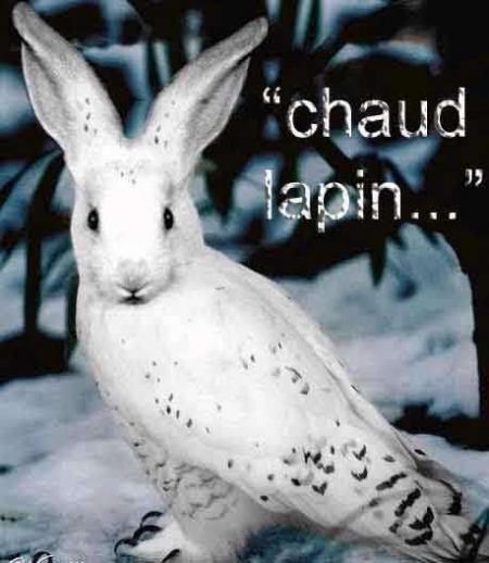 un chaud lapin